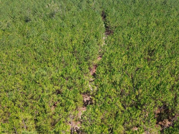 TRACT 3 Penny Morris Road, Baxley, GA 31513