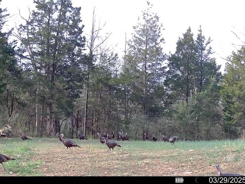 8275 KY-10, Falmouth, KY 41040 Photo 10