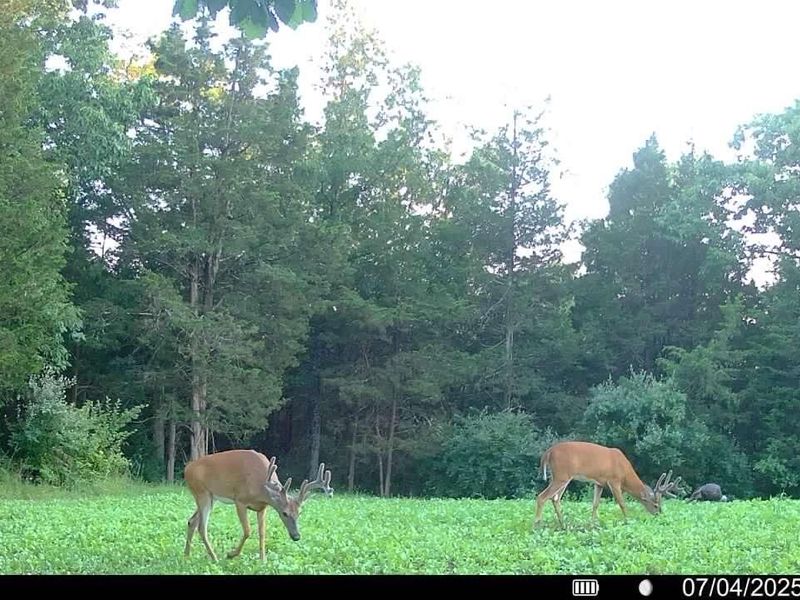 8275 KY-10, Falmouth, KY 41040 Photo 11