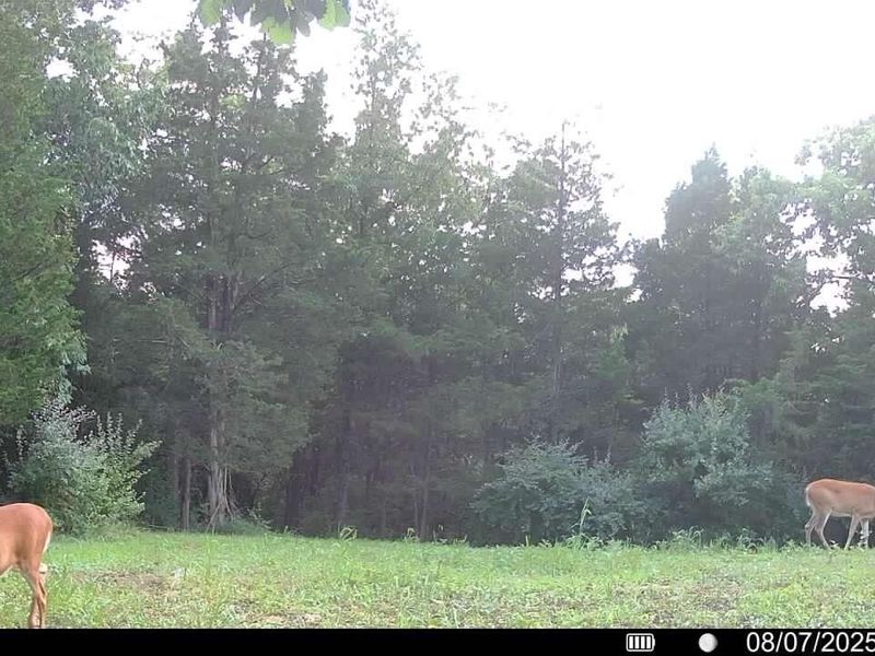 8275 KY-10, Falmouth, KY 41040 Photo 47
