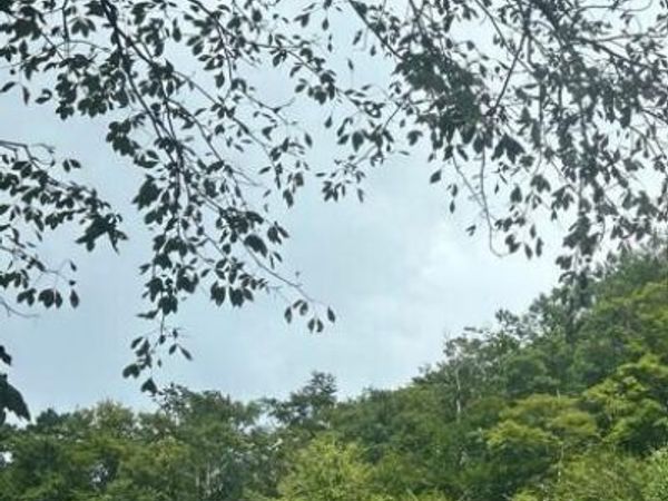 Tbd Squirrel Lane, Saint Charles, VA 24282