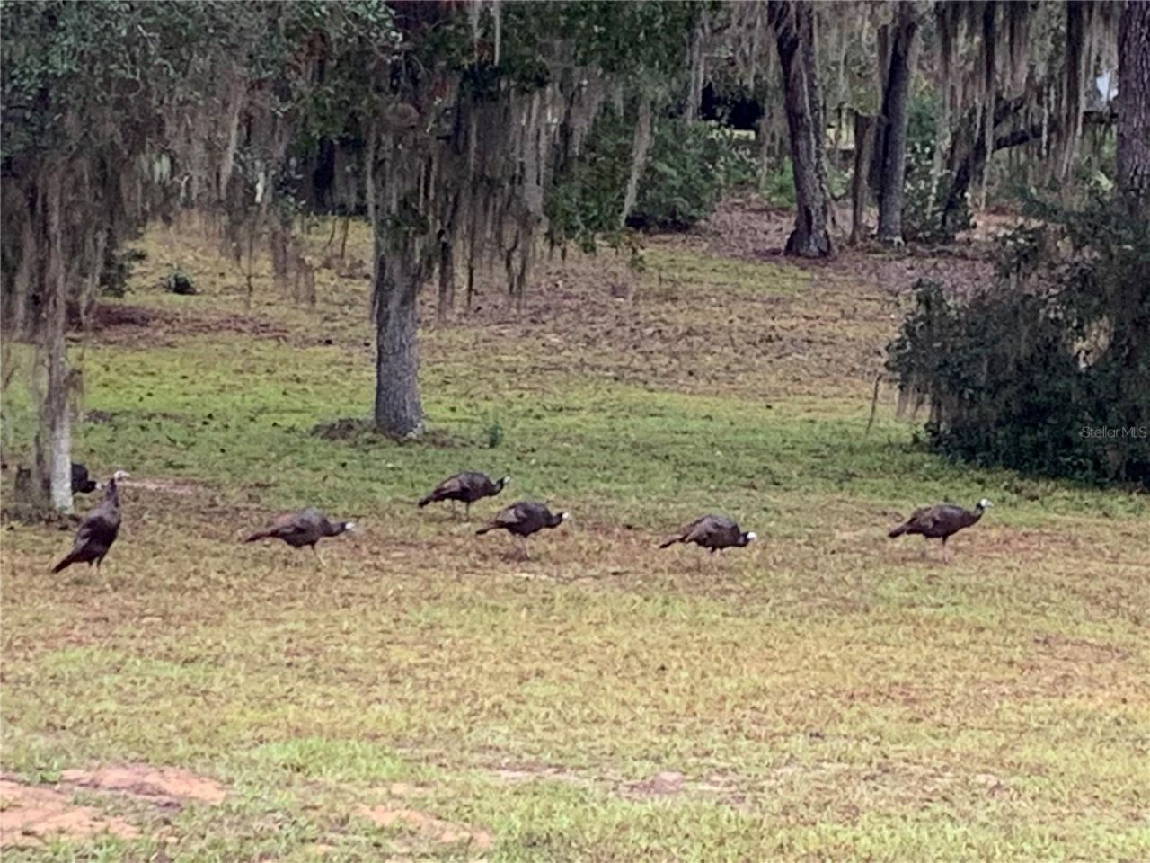 24605 And 24645 NE 177th Terrace , Fort Mc Coy, FL 32134 Photo
