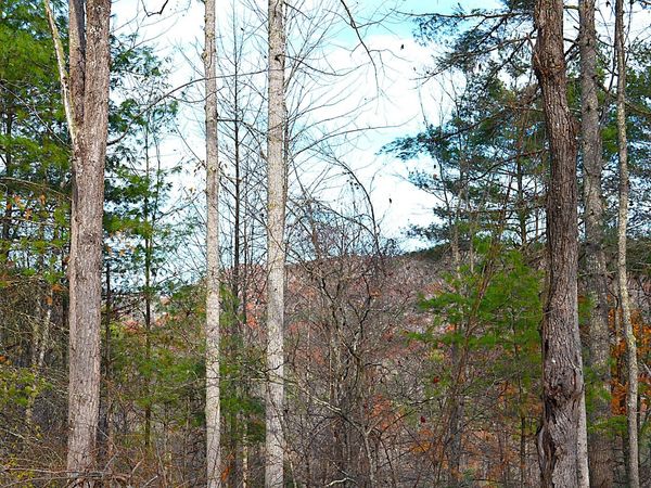 390 Joyful Way, Jumping Branch, WV 25969