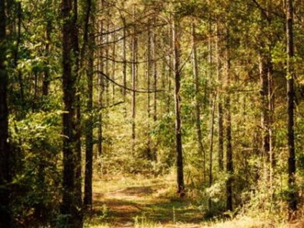 00 Busby Rd, Ellisville, MS 39437