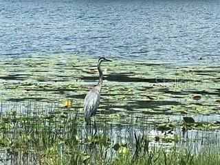 284 Evansdale Road, Lake Mary, FL 32746 Photo