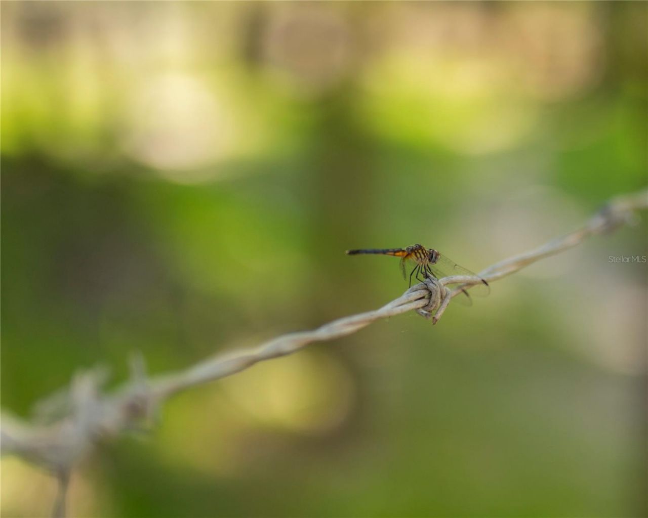 Sw Aurin Grade , Lot #A, Arcadia, FL 34266 Photo