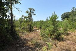Btf 2 Bradley Trail photo 4