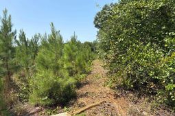 Btf 2 Bradley Trail photo 4
