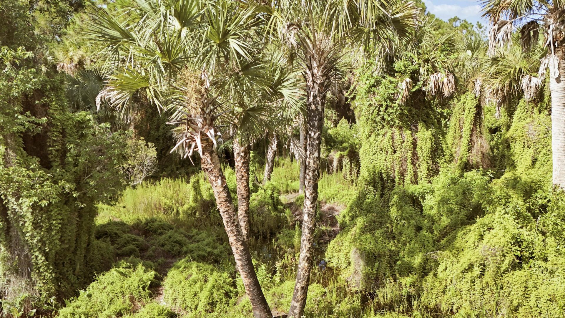 Tbd2 SW Cardamine Street, Indiantown, FL 34956 Photo
