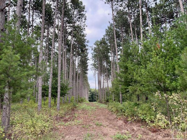 (Lot 1) TBD Tulip Street NW, Stanchfield, MN 55080