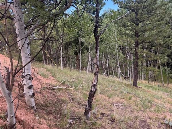 40 Sequoia Trail, Woodland Park, CO 80863