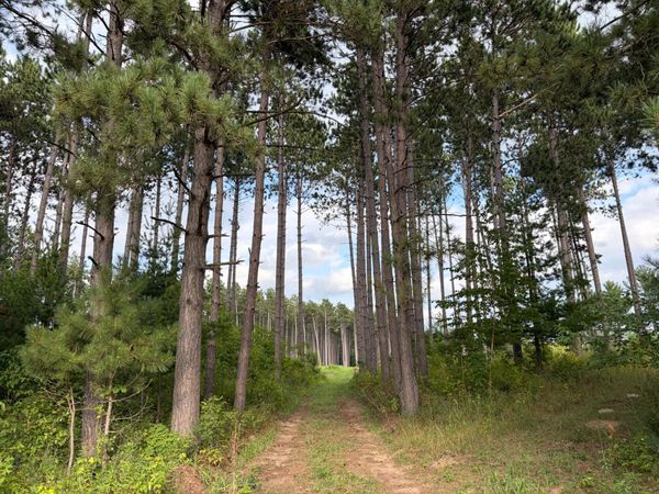 (Lot 4) TBD Tulip Street NW, Stanchfield, MN 55080