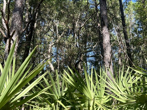 B Trawick Creek Road , Holt, FL 32564