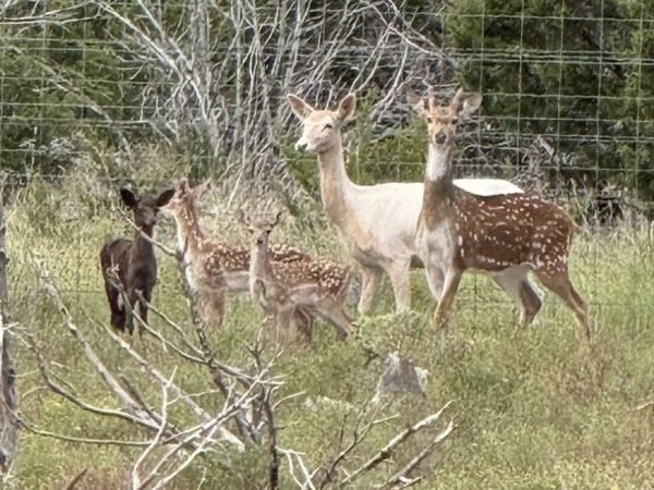 129 Sd 23043, Rocksprings, TX 78880
