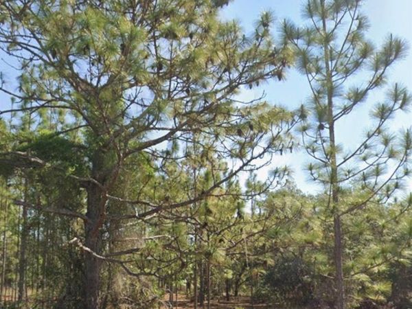 TBD SW FLORAL COURT , DUNNELLON, FL 34431