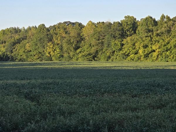 459 Cotton Grove Road , Jackson, TN 38305