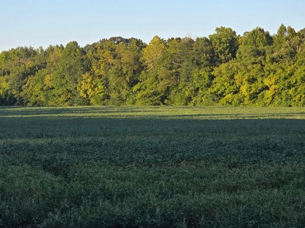 353 Cotton Grove Road , Jackson, TN 38305