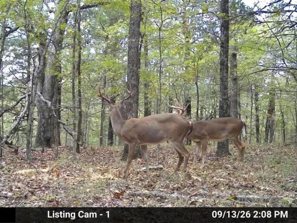 80 +/- acres MC 164, Peel, AR 72668