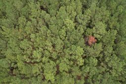 1.43 Acres - W Hemlock St.  photo 4
