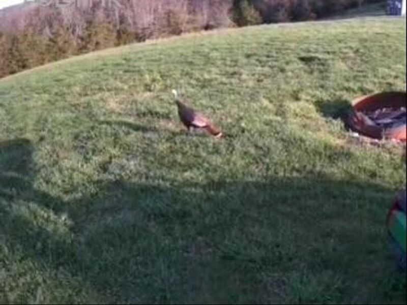 461 Adams Road, Williamstown, KY 41097 Photo 33