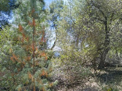 2 Berry Pond Rd, Placerville, CA 95667 Photo