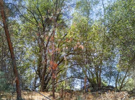 2 Berry Pond Rd, Placerville, CA 95667 Photo