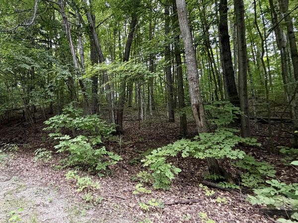 Wasservalden, Bellaire, MI 49615