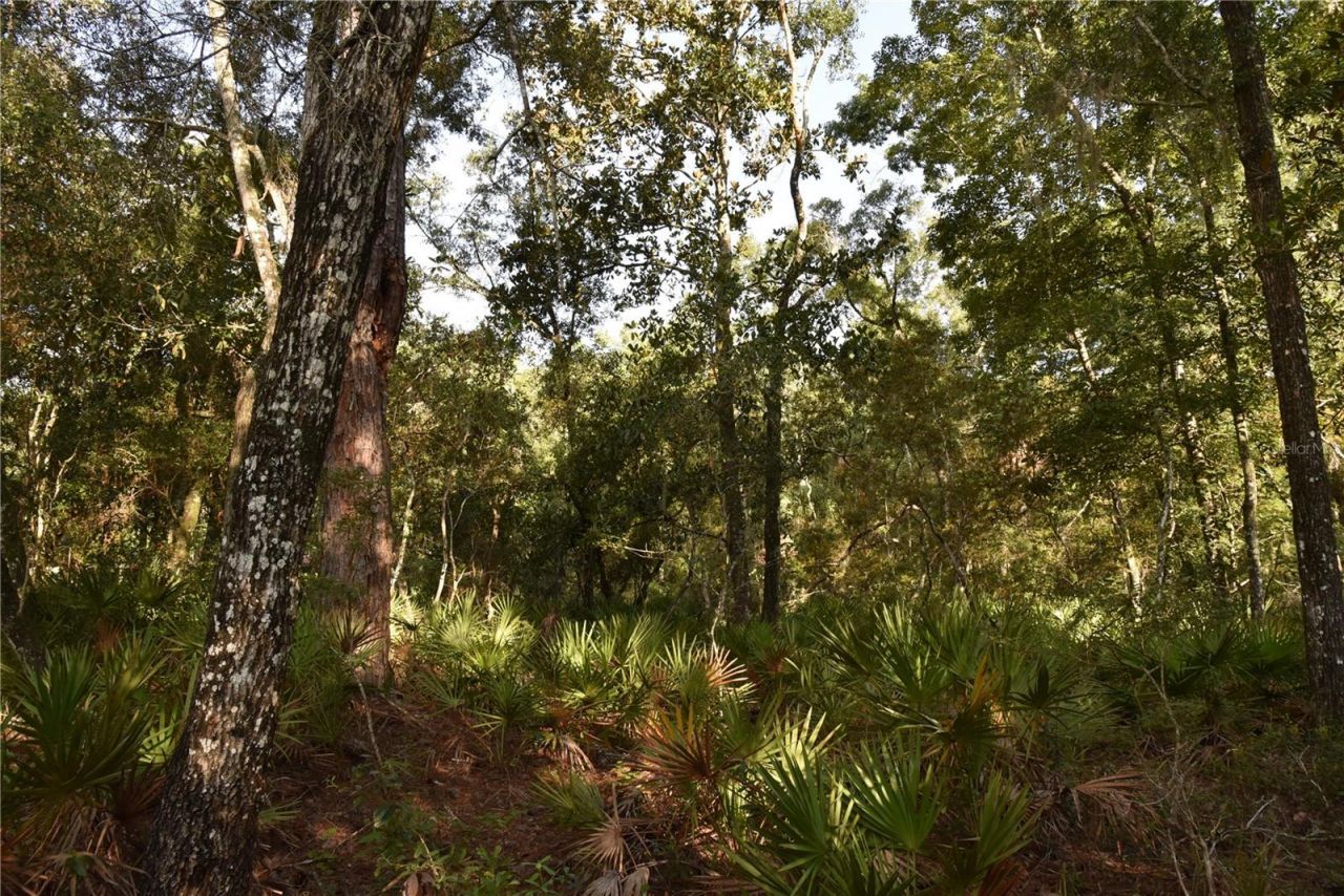 5351 SW County Road 347 , Cedar Key, FL 32625 Photo