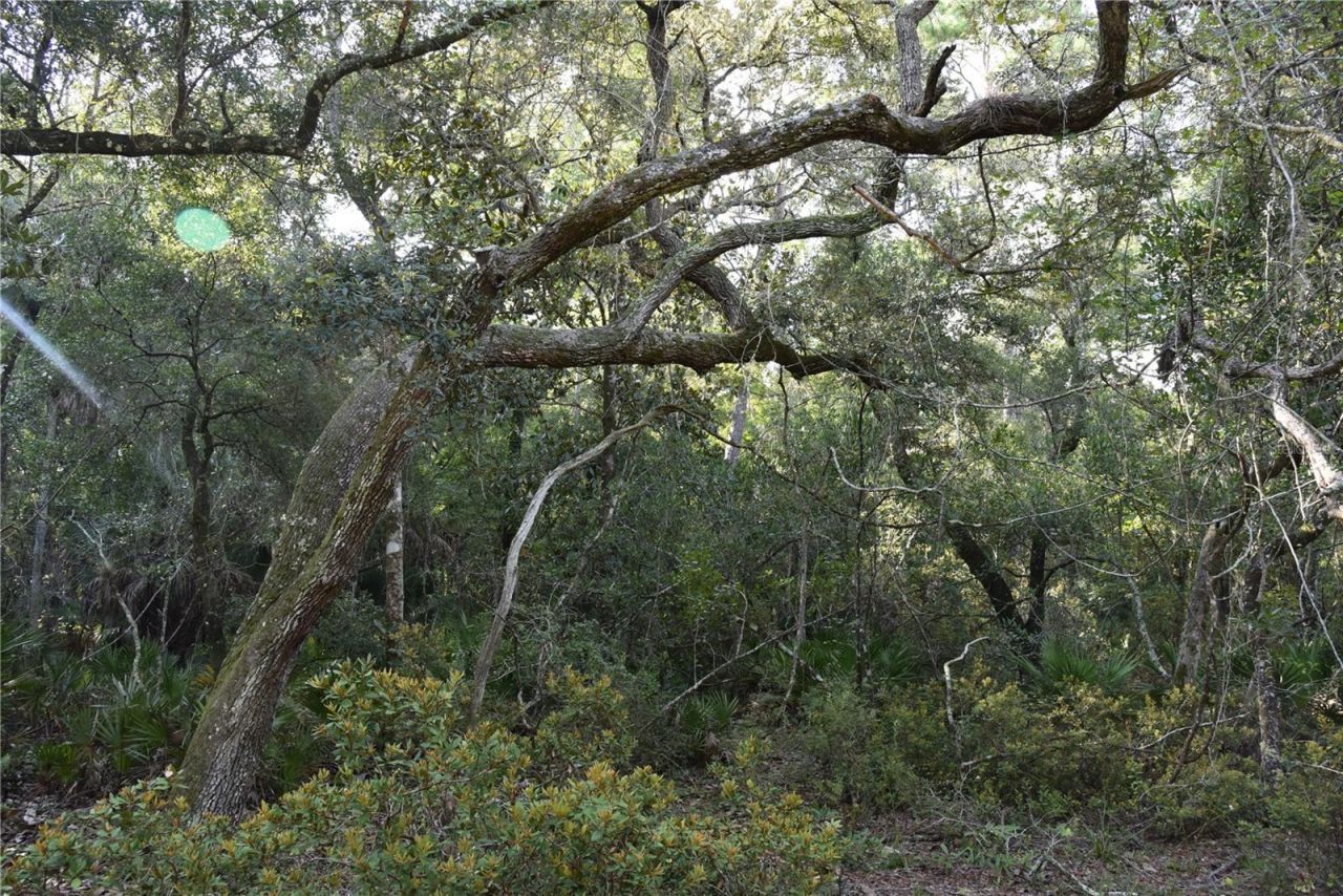 5351 SW County Road 347 , Cedar Key, FL 32625 Photo