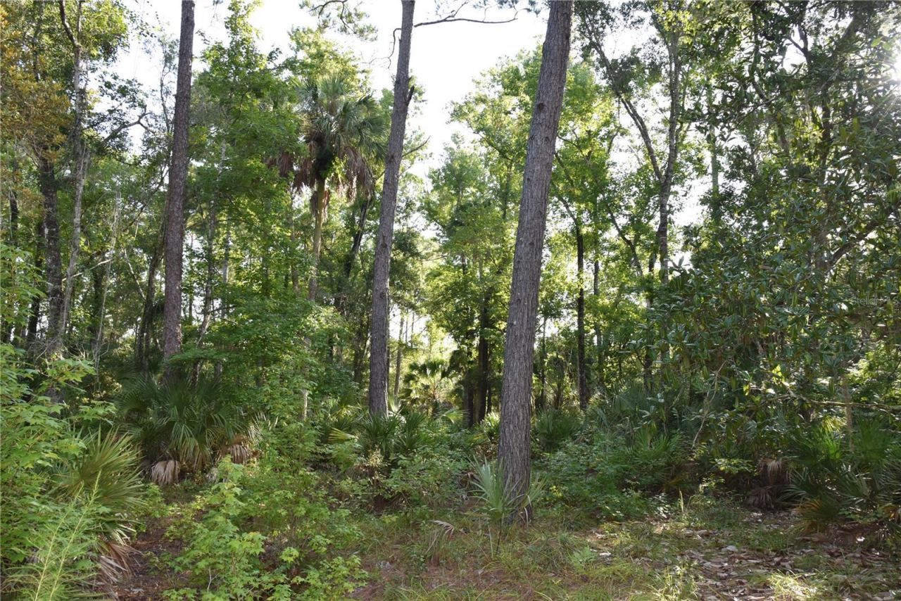5351 SW County Road 347 , Cedar Key, FL 32625 Photo