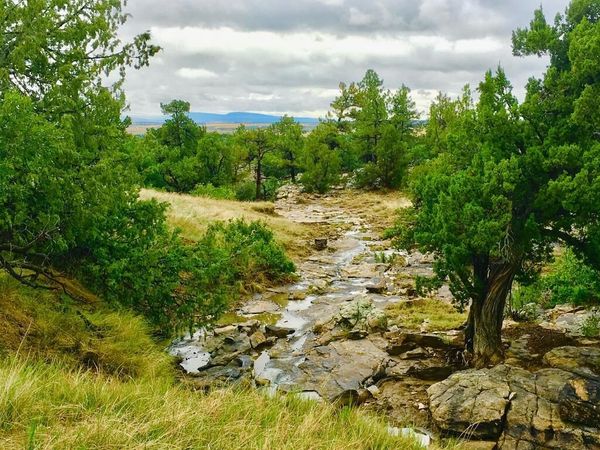 Pickney Rd, Rye, CO 81069