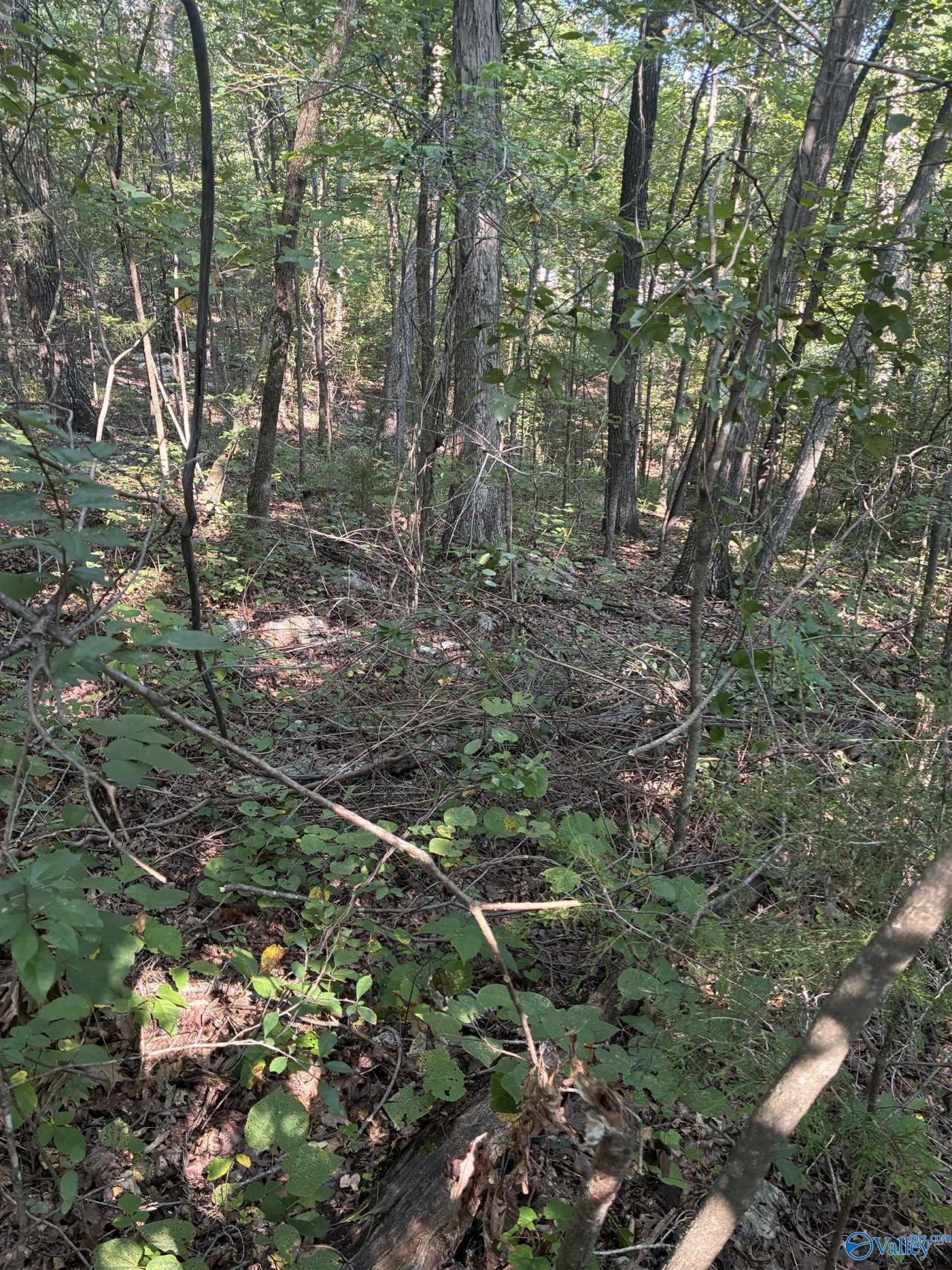 1 Crooked Hill Private Drive, Falkville, AL 35622 Main Photo