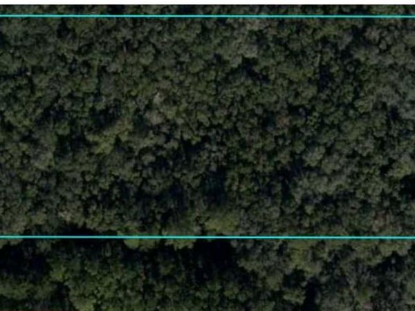 NE 210TH AVENUE, WILLISTON, FL 32696