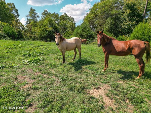 2733 Shipe Rd , Mascot, TN 37806