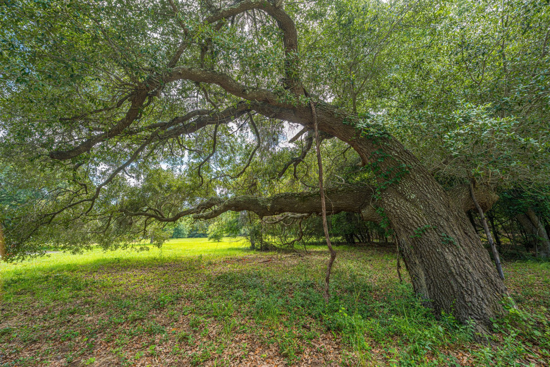 0 Holly Creek Road Photo 14