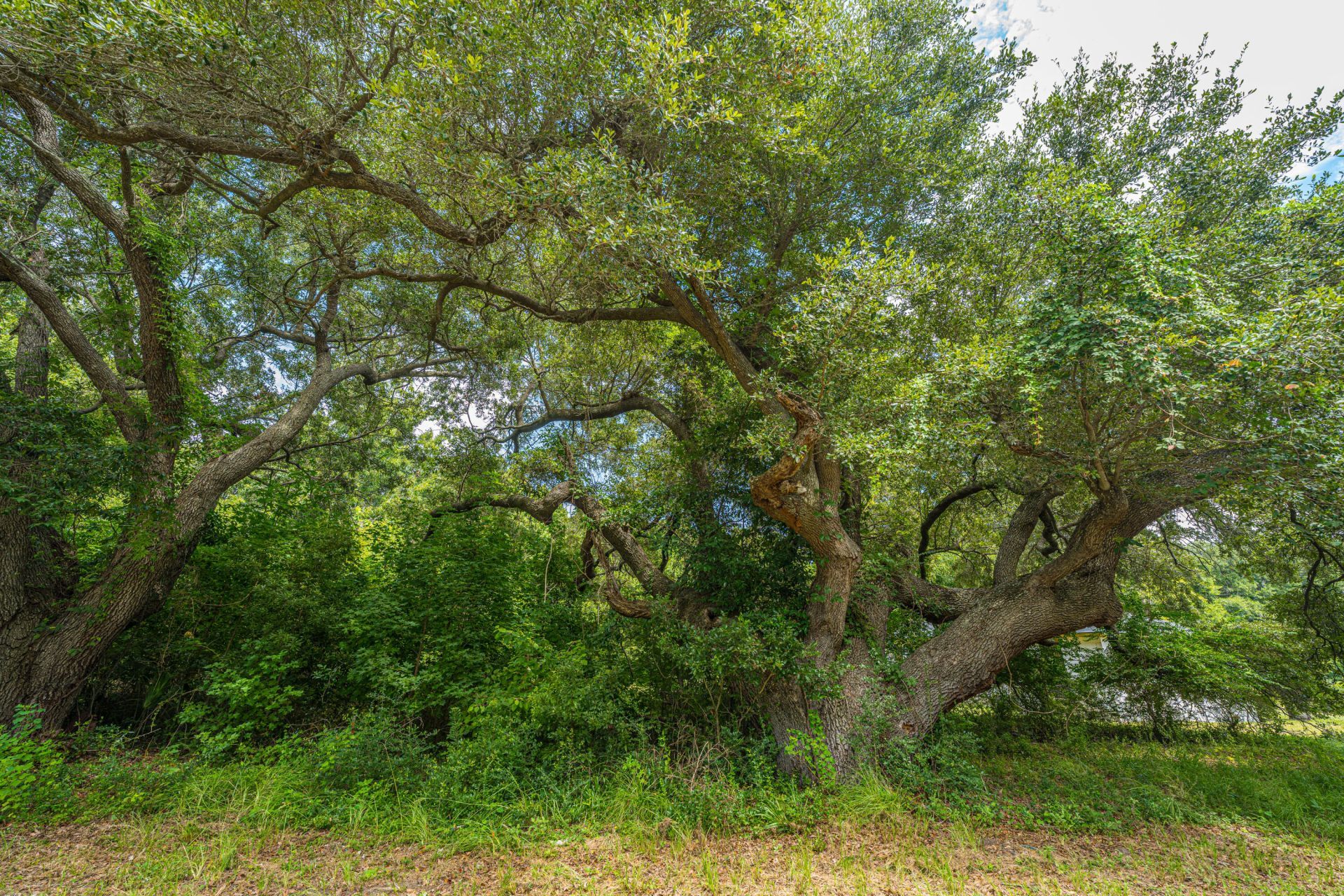 0 Holly Creek Road Photo 17