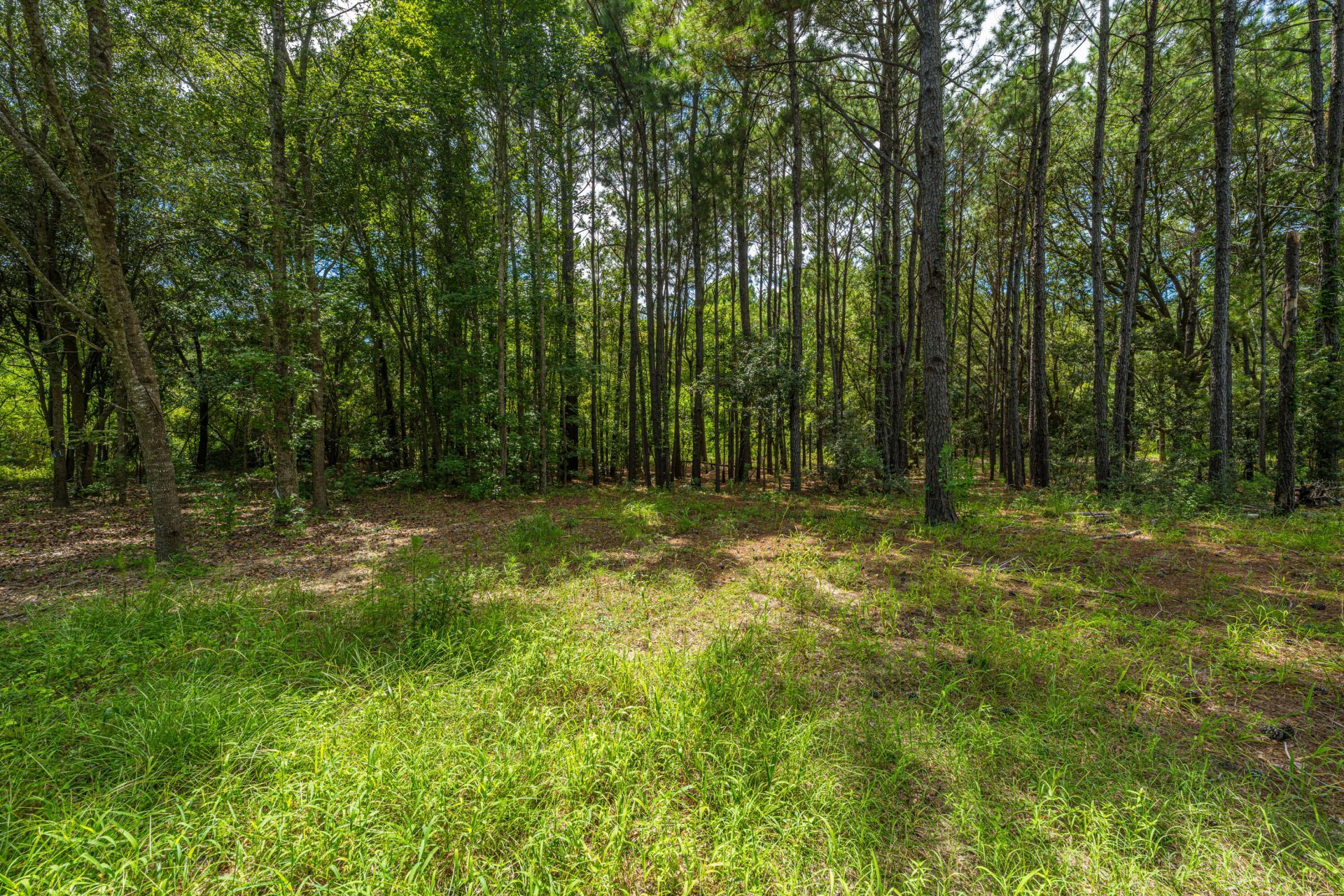 0 Holly Creek Road Photo 9