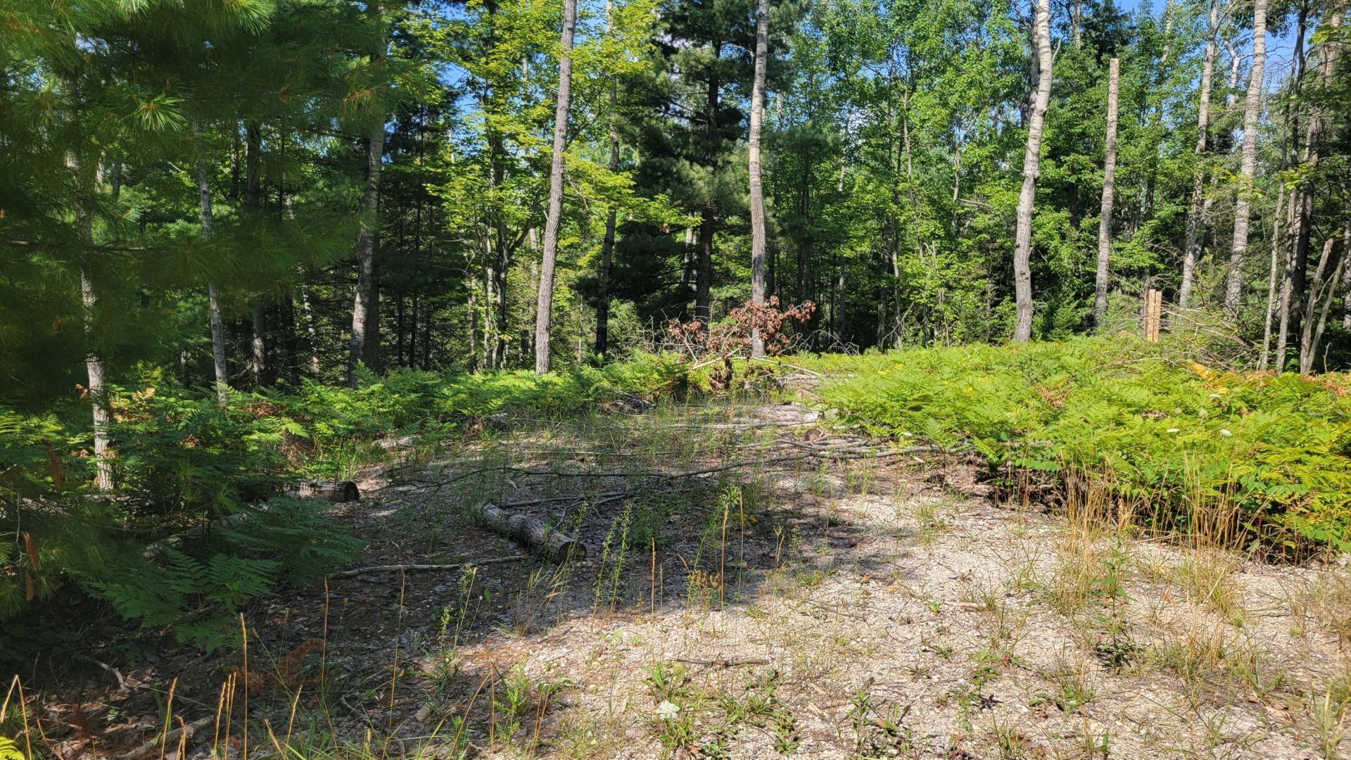14542 W Shoreline Drive, Wolverine, MI 49799 Main Photo