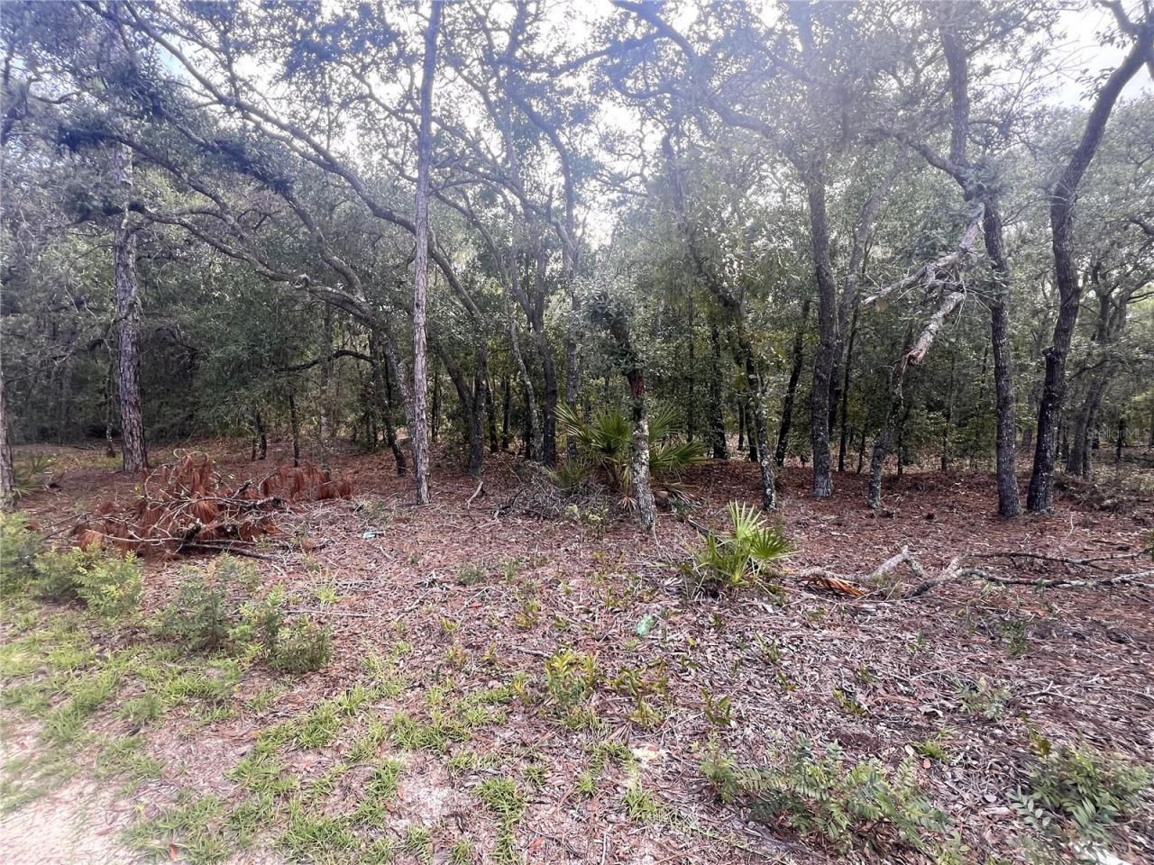 Ne 85th Street, Bronson, FL 32621 Photo
