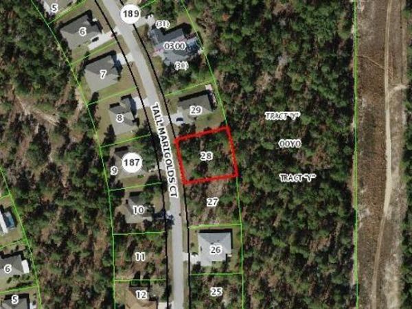 20 TALL MARIGOLDS , HOMOSASSA, FL 34448