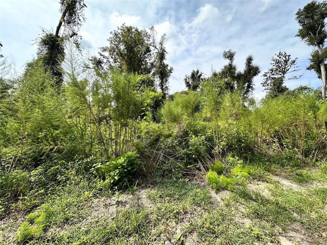 Nw West South Drive , Mayo, FL 32066 Photo