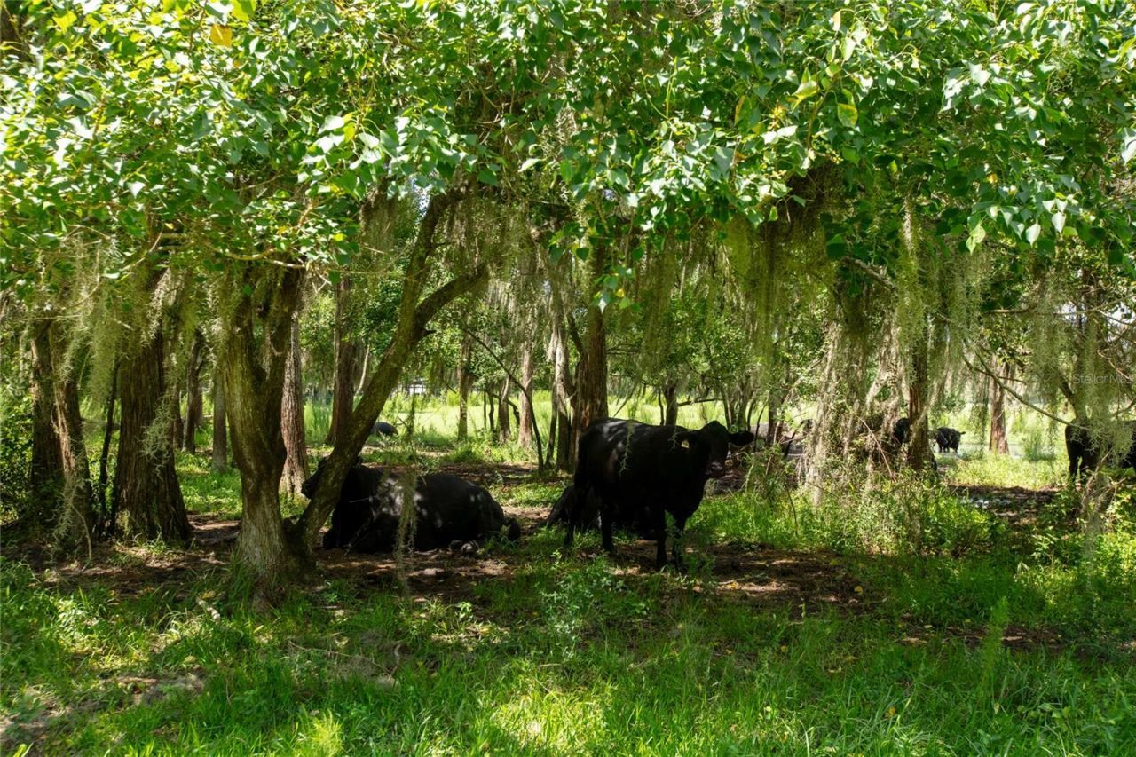 0 NW Cr 225 , Starke, FL 32091 Photo