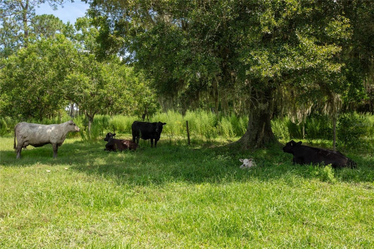 0 NW Cr 225 , Starke, FL 32091 Photo