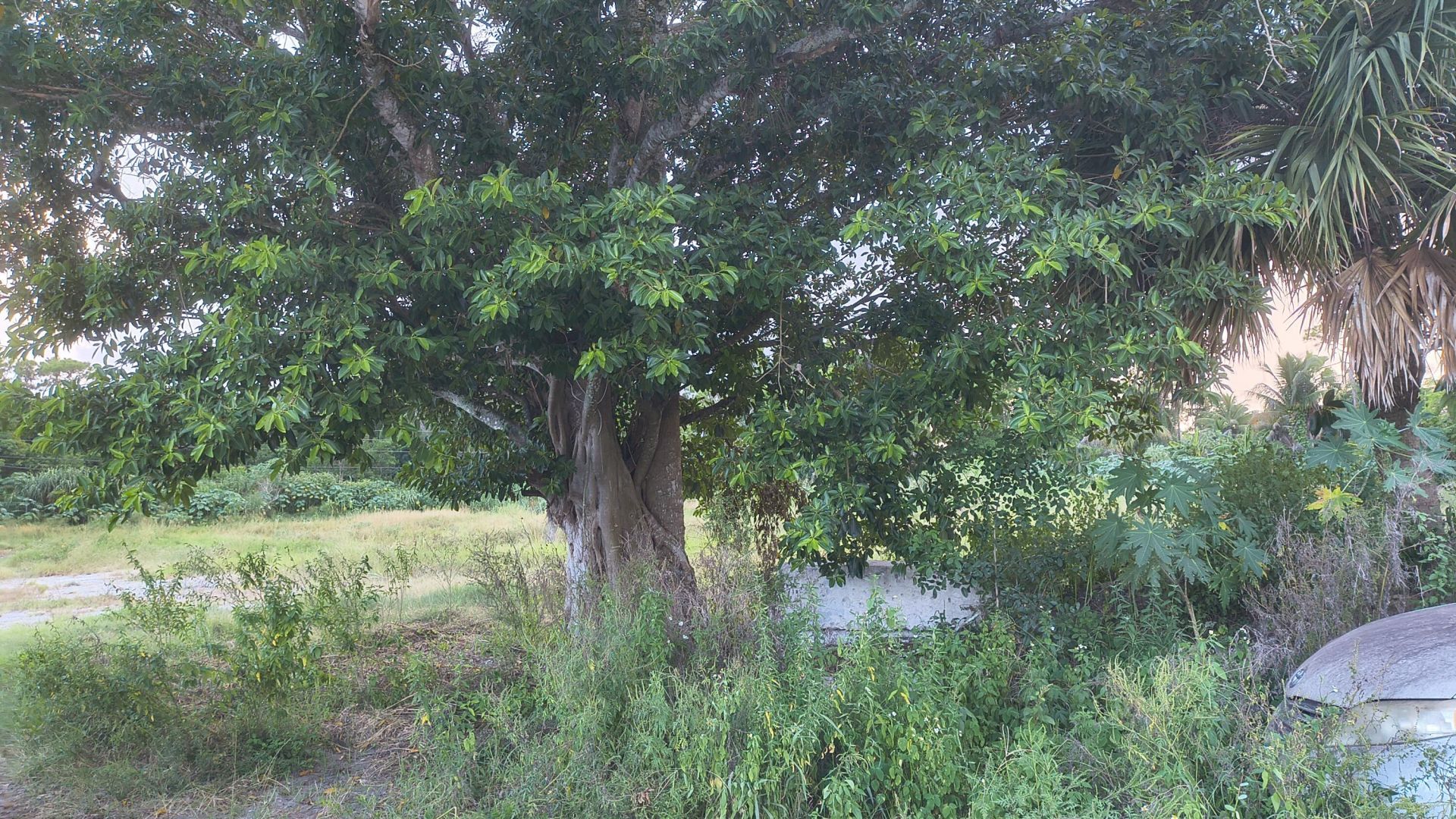 13859 Okeechobee Boulevard, Loxahatchee Groves, FL 33470 Photo