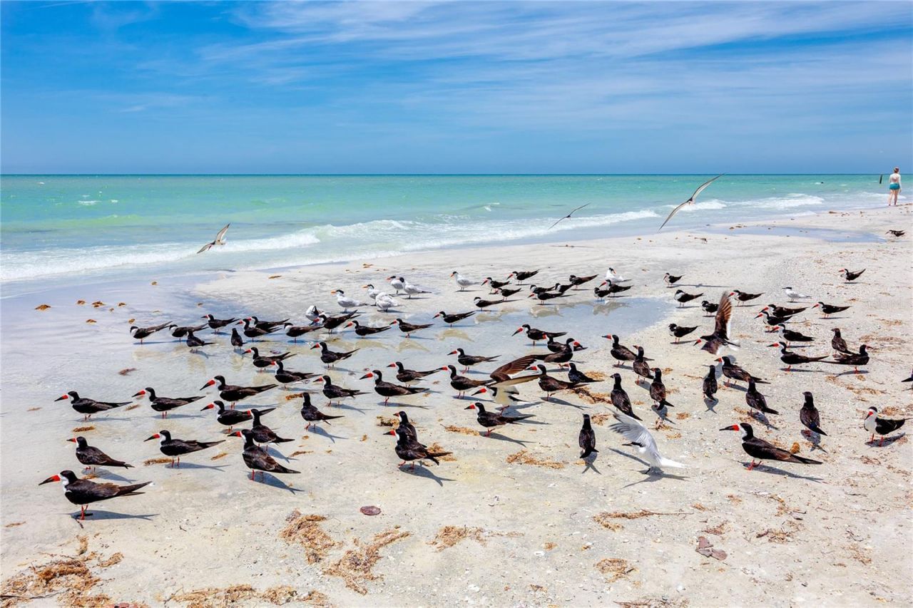 17940 Gulf Boulevard, Unit 17C, Redington Shores, FL 33708 Photo