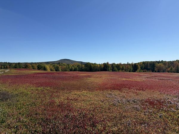 MAP31LOT29 Land-Perkins , Blue Hill, ME 04614