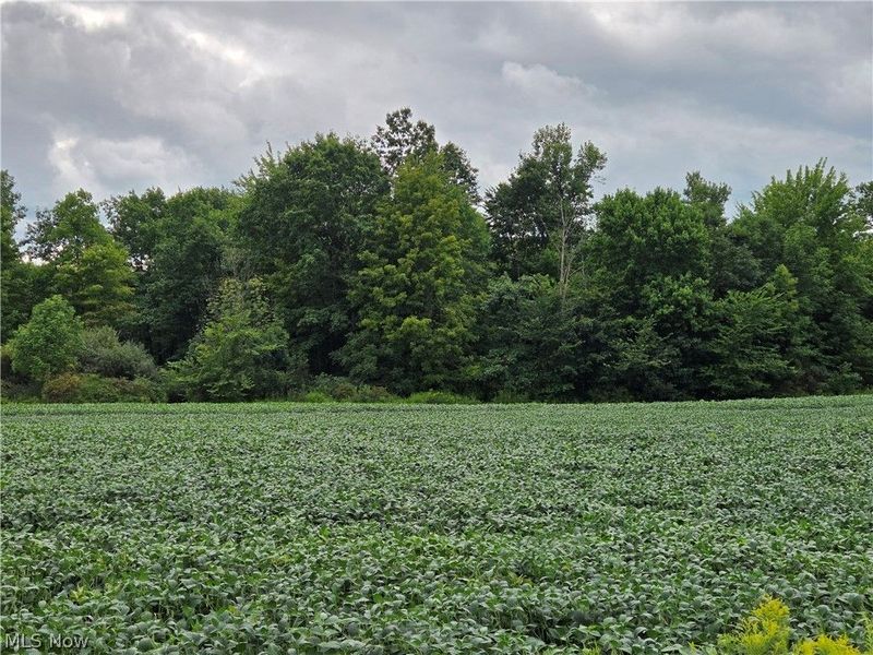Norton Road, Garrettsville, OH 44231 Photo 4