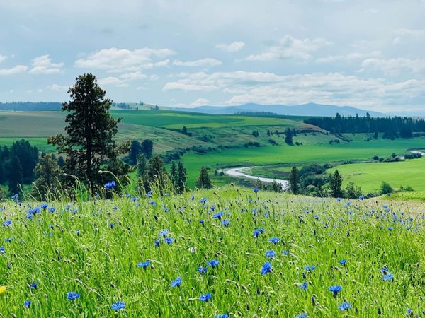 11900 Hays Rd, Spangle, WA 99031