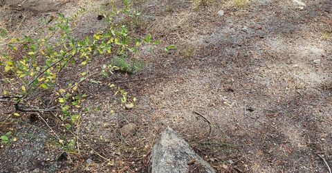 21031 Donner Pass Rd, Soda Springs, CA 95728 Photo