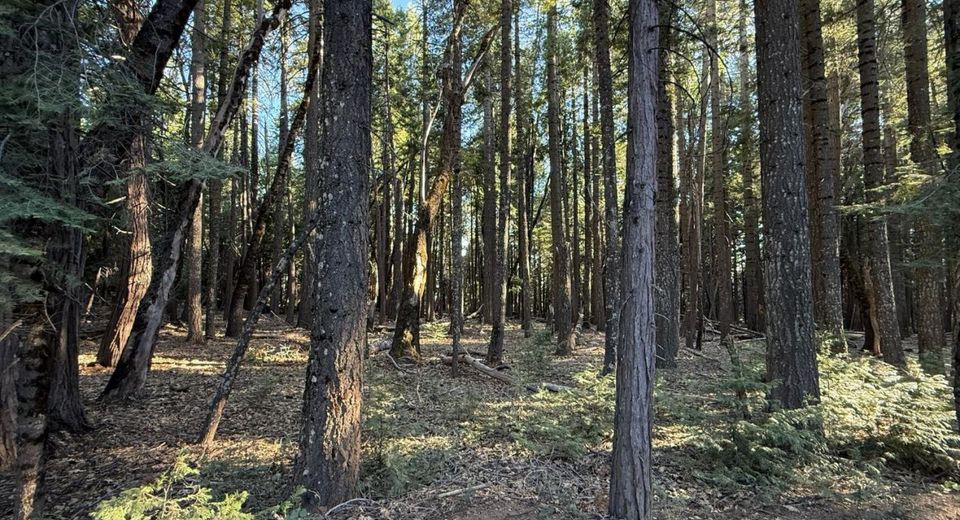 Chalk Bluff, Nevada City, CA 95959 Photo